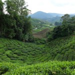 cameron highlands jour 1-12