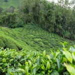 cameron highlands jour 1-15