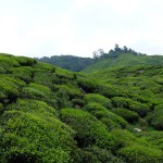 cameron highlands jour 1-16