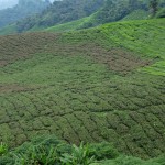 cameron highlands jour 1-17