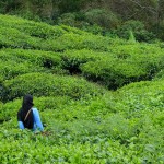 cameron highlands jour 1-18