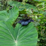 cameron highlands jour 2-51