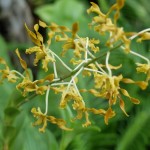 Dendrobium Eduardo Frei Ruiz-Tagle