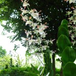 Dendrobium Michiko