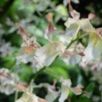 Dendrobium Michiko 2