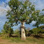 arbre amoureux 1