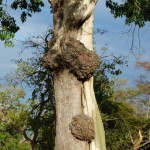 arbre amoureux 2