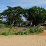 les vagues du tsunami de 2004 haute comme ces arbres