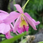 orchidée 2