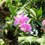 orchidées 10