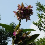 orchidées 11