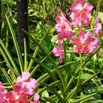 orchidées 16