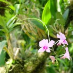 orchidées 17