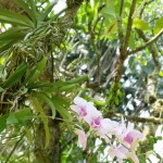 orchidées 18
