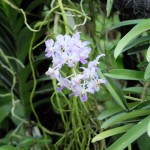 orchidées 20