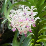 orchidées 23