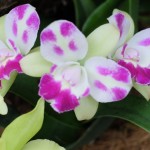 orchidées 25