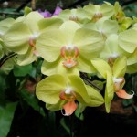 orchidées 28