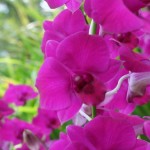 orchidées 33
