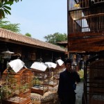 bird market32