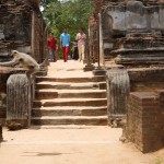 polonnaruwa singe03