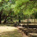 polonnaruwa singe05