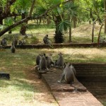 polonnaruwa singe06