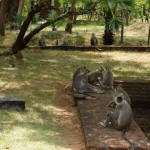 polonnaruwa singe07