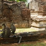 polonnaruwa singe08
