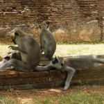 polonnaruwa singe09