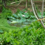 ashram24