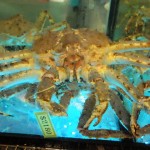 crabe géant