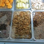 larves d'insecte au frigo