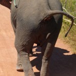 elephant05