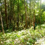 mae hong son trek jour 2 06