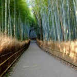 bamboo forest1