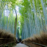 bamboo forest2