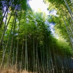 bamboo forest3