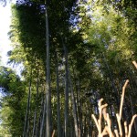 bamboo forest4