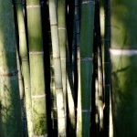 bamboo forest5
