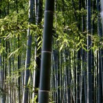 bamboo forest6